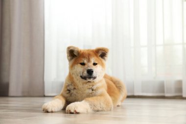 Evde katta Sevimli akita inu köpek yavrusu