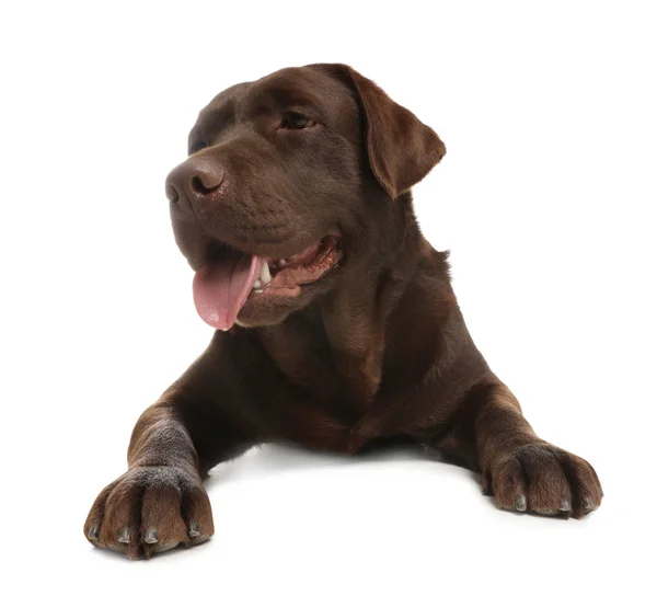 Chocolate labrador retriever lying on white background — Stock Photo, Image