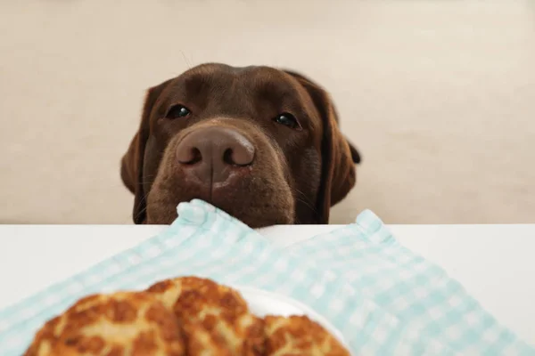 Chocolate labrador retriever at table with plate of cookies indoors