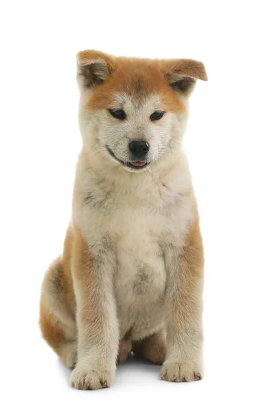 Niedliche akita inu Welpen isoliert auf weiß — Stockfoto