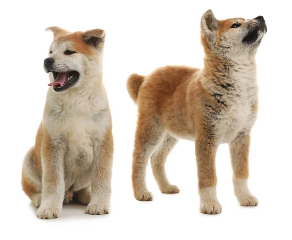 Lindos cachorros akita inu aislados en blanco —  Fotos de Stock