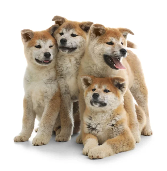 Cute akita inu puppies isolated on white — Stock Photo, Image