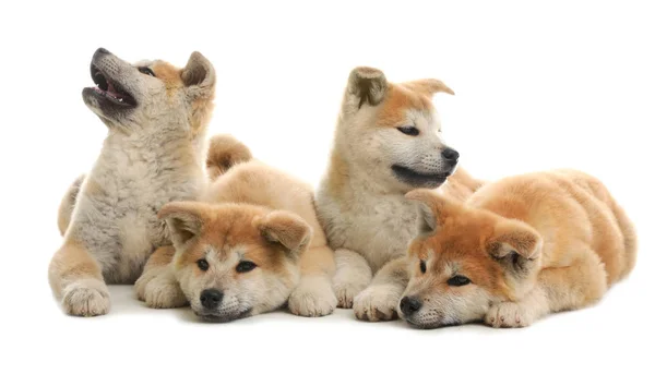 Lindos cachorros akita inu aislados en blanco — Foto de Stock