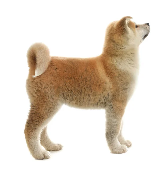 Carino akita inu cucciolo isolato su bianco — Foto Stock