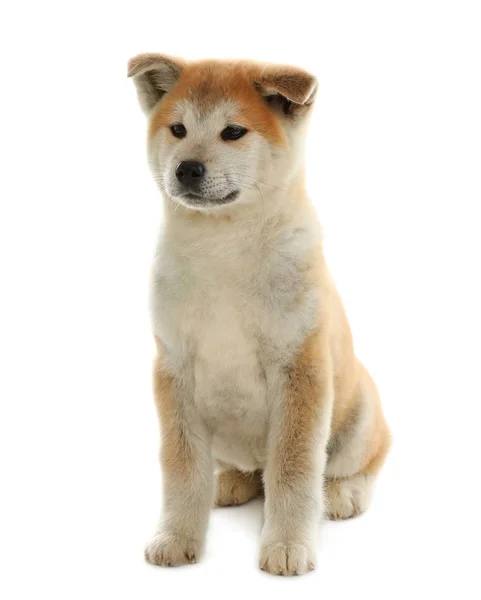 Schattig Akita Inu puppy geïsoleerd op wit — Stockfoto
