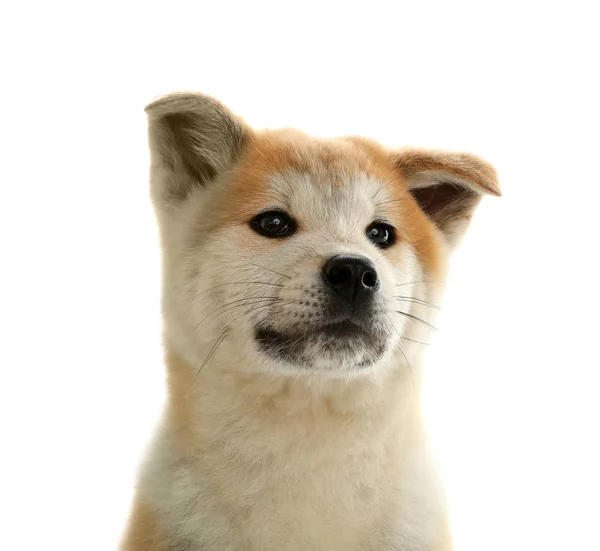 귀여운 아키타 이누 강아지 고립 에 화이트 — 스톡 사진
