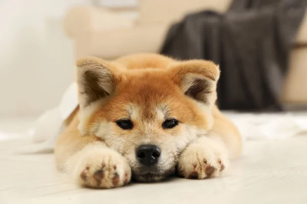 Cute akita inu puppy lying on floor indoors — Stock Photo, Image
