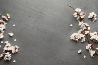 Renkli arka planda güzel taze bahar çiçekleri, metin için alan ile üst görünümü