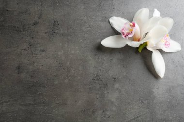 Gri arka plan üzerinde güzel tropikal orkide çiçekleri, düz yatıyordu. Metin için alan
