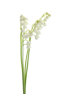 Beyaz arka plan üzerinde vadi çiçekleri güzel kokulu zambak