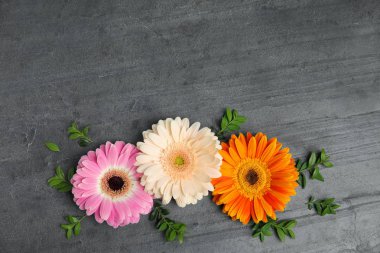 gri arka plan üzerinde güzel parlak gerbera çiçekleri ile düz yatıyordu kompozisyon, üst görünümü. Metin için alan