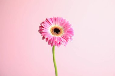 Renk arka planda güzel parlak gerbera çiçek