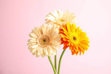 Renk arka planda güzel parlak gerbera çiçek Buketi
