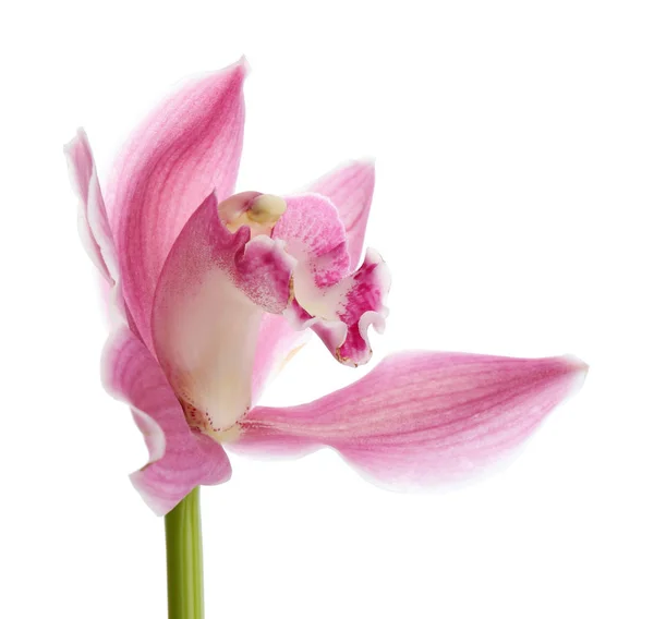 Beautiful tropical orchid flower on white background — Stock Photo, Image