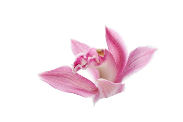 Vacker tropisk orkidé blomma på vit bakgrund — Stockfoto