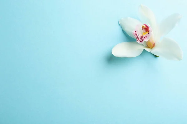 Bela flor de orquídea tropical no fundo de cor, vista superior. Espaço para texto — Fotografia de Stock
