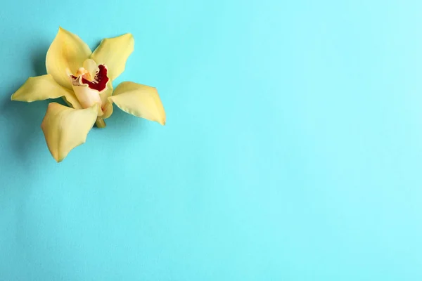 Prachtige tropische orchidee bloem op kleur achtergrond, Top uitzicht. Ruimte voor tekst — Stockfoto
