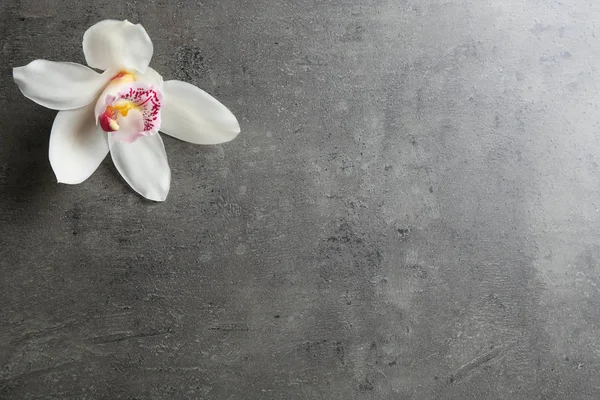 Красива тропічна квітка орхідеї на сірому фоні, вид зверху. Простір для тексту — стокове фото