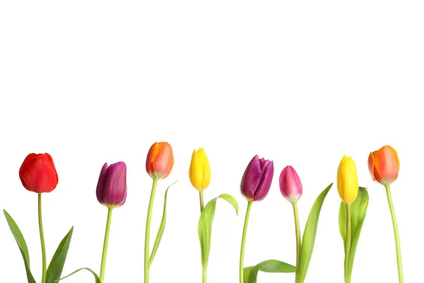 Bei tulipani luminosi su sfondo bianco. Fiori primaverili — Foto Stock