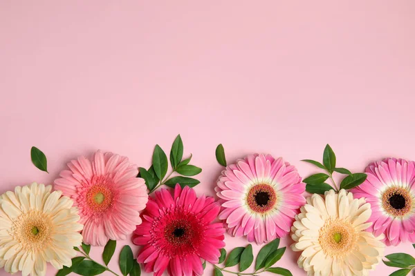 Composición plana con hermosas flores de gerberas brillantes sobre fondo de color, vista superior. Espacio para texto — Foto de Stock