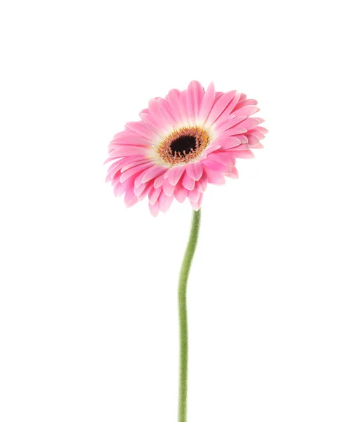 Piękny jasny kwiat Gerbera na białym tle — Zdjęcie stockowe