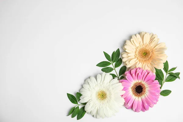 Composición plana con hermosas flores de gerberas brillantes sobre fondo blanco. Espacio para texto — Foto de Stock