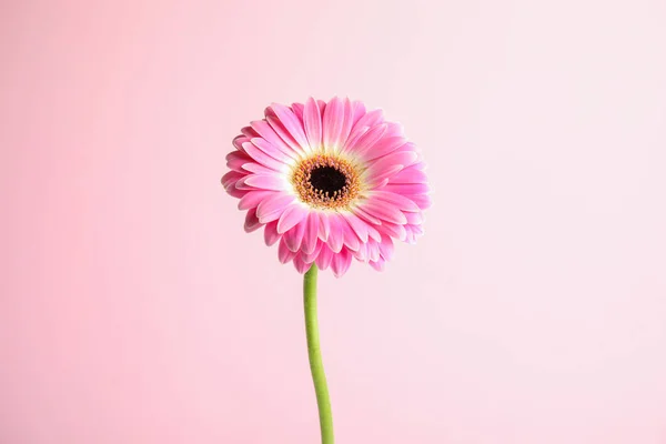 Красива яскрава квітка гербери на кольоровому фоні — стокове фото