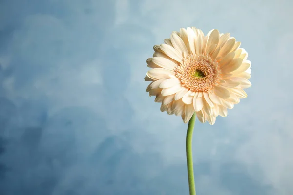 Красива яскрава квітка гербери на кольоровому фоні. Простір для тексту — стокове фото