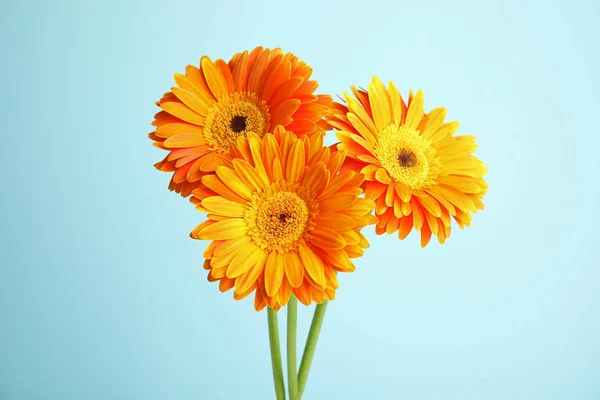 Strauß schöner heller Gerbera-Blumen auf farbigem Hintergrund — Stockfoto