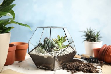 Masada sulu ile Florarium. Ev bitkileri nakli