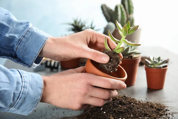 Woman transplanting home plant into new pot at table, closeup — 스톡 사진