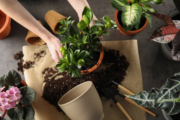 Woman transplanting home plants at table, top view — 스톡 사진