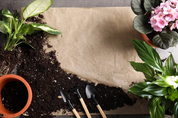 Composition à plat avec pots, plantes d'intérieur et outils de jardinage sur fond gris. Espace pour le texte — Photo