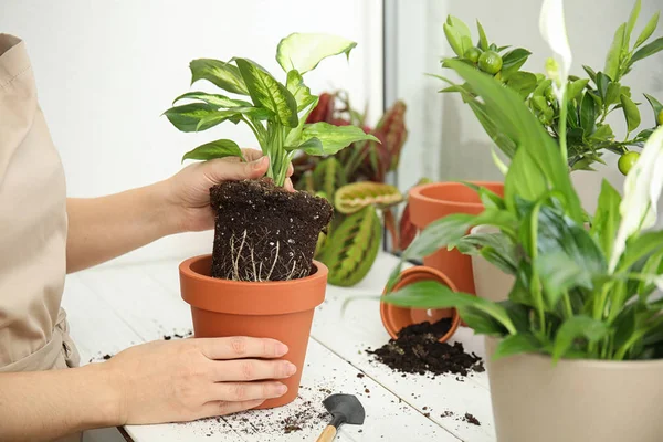 Woman transplanting home plant into new pot on window sill, closeup — 스톡 사진