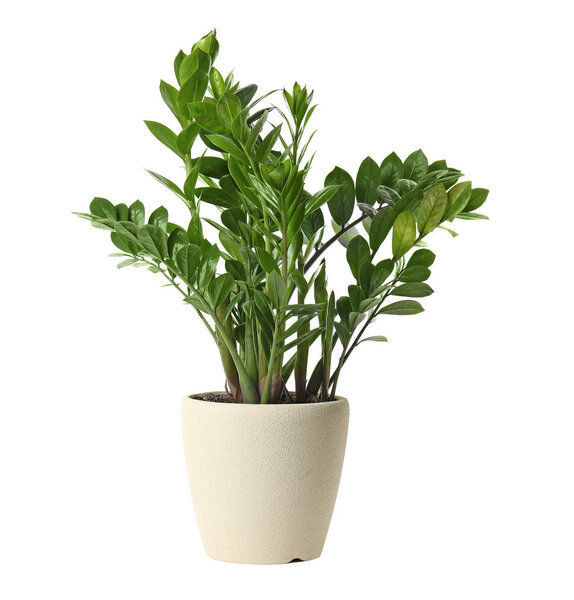 Pot with Zamioculcas home plant on white background