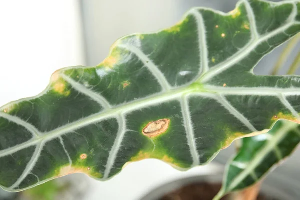 Домашня рослина з хворобою листя на розмитому фоні, крупним планом — стокове фото