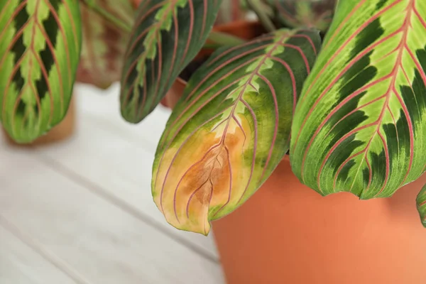 Planta em casa com doença da praga da folha no fundo desfocado, close-up — Fotografia de Stock