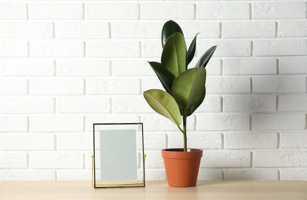 Rubber plant and photo frame on table near brick wall, space for design. Home decor