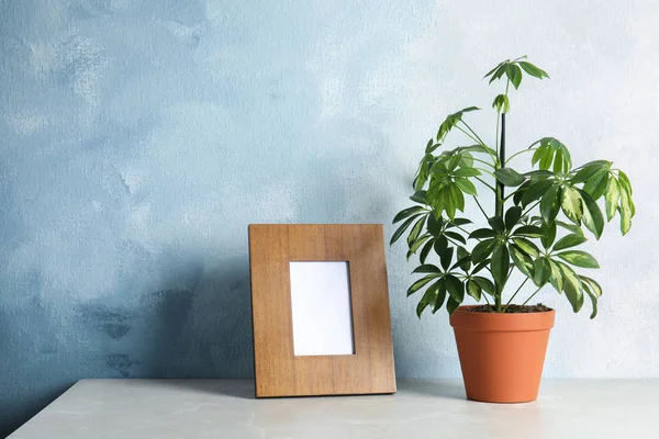 Planta Schefflera y marco de fotos en la mesa cerca de la pared de color, espacio para el diseño. Decoración del hogar — Foto de Stock