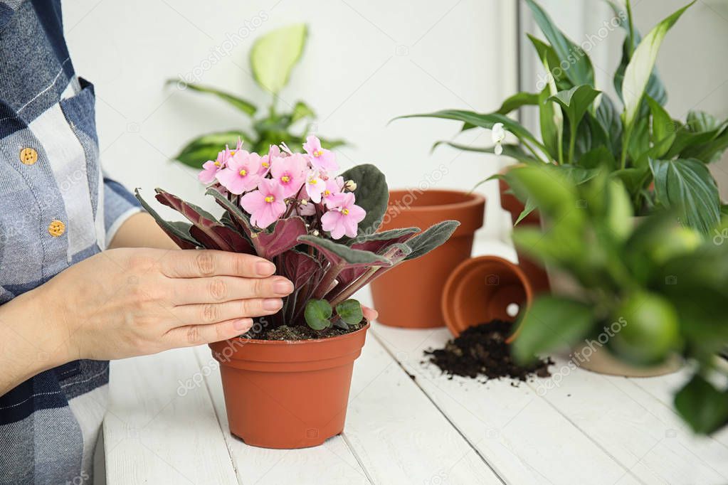 Woman transplanting home plant into new pot on window sill, closeup