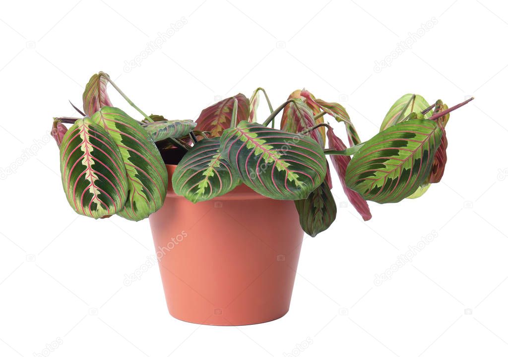 Potted home plant with leaf blight disease on white background