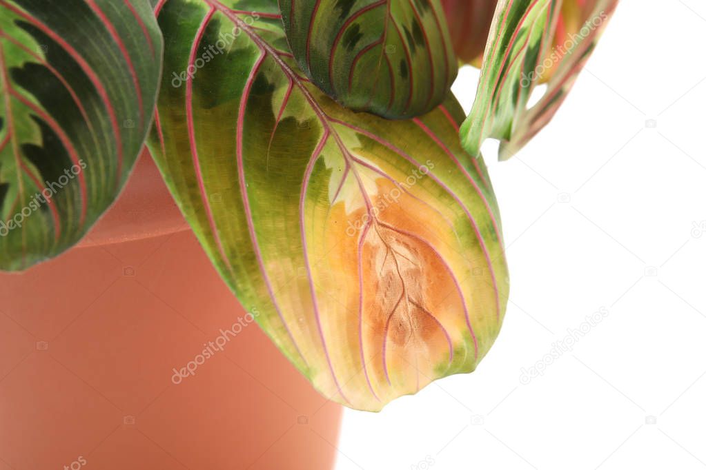Potted home plant with leaf blight disease on white background, closeup
