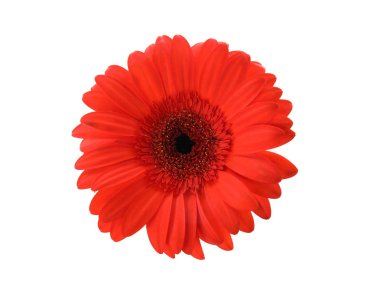 Beyaz arka plan üzerinde güzel parlak gerbera çiçek, üst görünümü