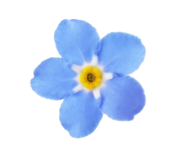 Amazing spring forget-me-not flower on white background — Stock Photo, Image