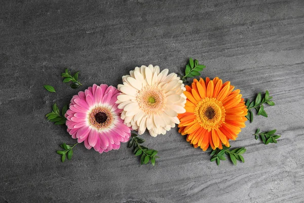 Composición plana con hermosas flores de gerberas brillantes sobre fondo gris, vista superior — Foto de Stock