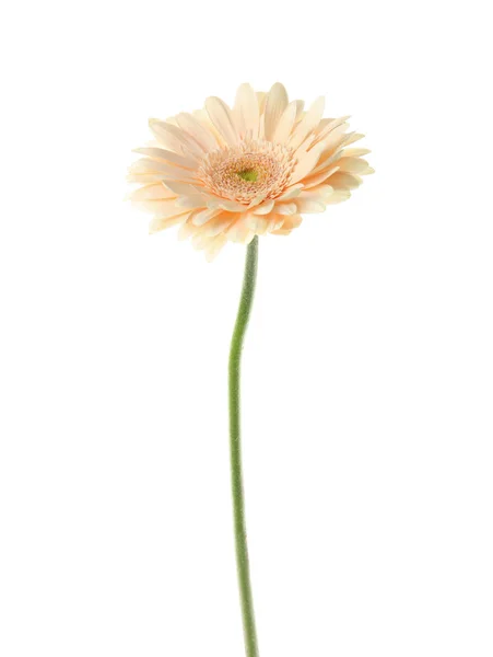 Bela flor de gerbera brilhante no fundo branco — Fotografia de Stock