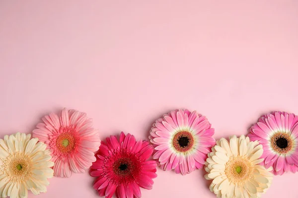 Composición con hermosas flores de gerberas brillantes sobre fondo de color, vista superior. Espacio para texto — Foto de Stock