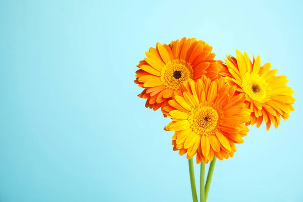 Букет красивих яскравих квітів гербери на кольоровому фоні. Простір для тексту — стокове фото