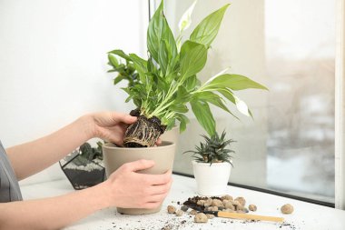 Kadın pencere pervazındaki yeni saksıya bitki naklediyor, yakın plan.