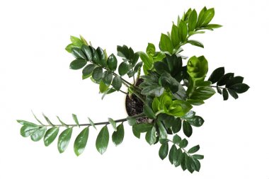 Beyaz arka plan üzerinde Zamioculcas ev bitki ile Pot, üst görünümü